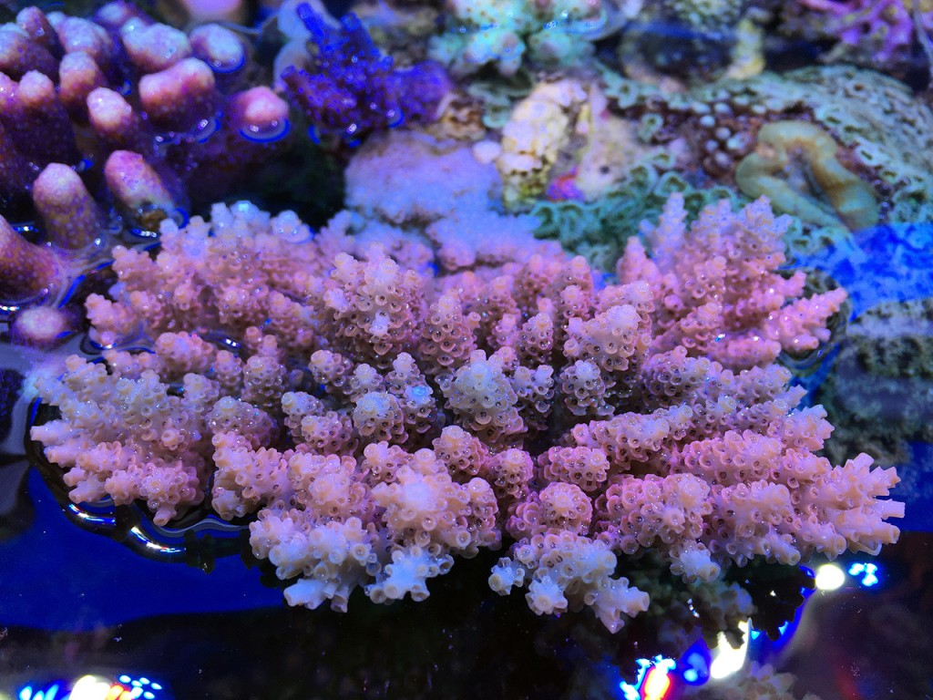 Acropora Koralle im Meerwasser-Aquarium ohne Wasser im Blaulicht
