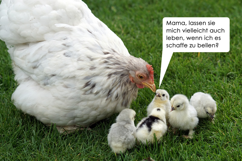Huhn Hühner Vegan Meme Fun bellen