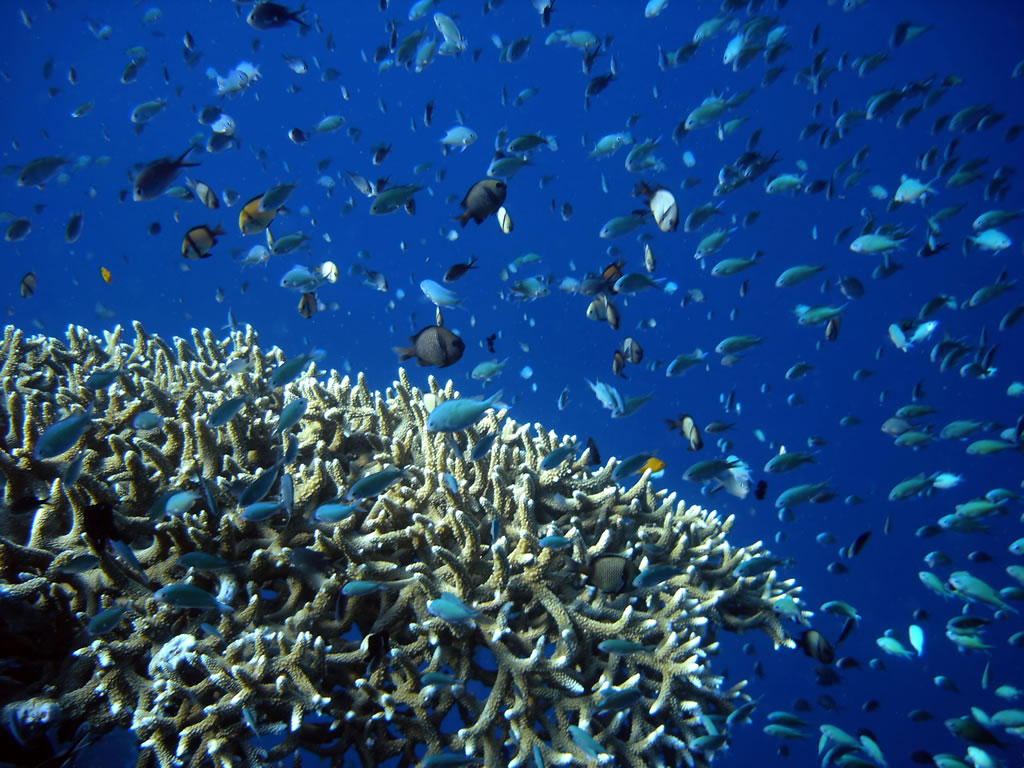 Разнообразие живых организмов в океане. Планктон в мировом океане. Морские гидробионты. Подводный мир Баренцева моря. Водная среда.