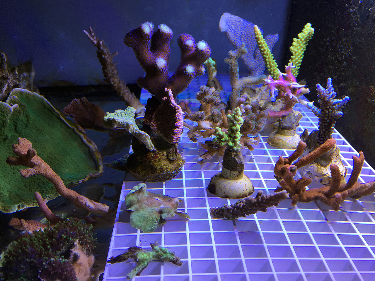 Lampe für Korallen: Tunze LED full spectrum (8850) - martins blog